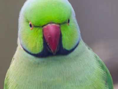 Rose-ringed parakeet - De Zonnegloed - Animal park - Animal refuge centre 